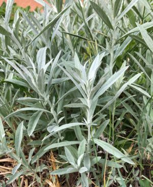 SAGE