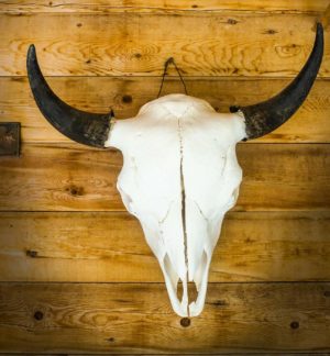 TATANKA:  BUFFALO BULL SKULL