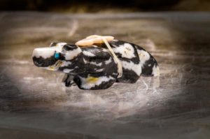 ZUNI FETISH: BADGER