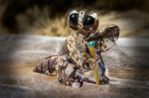 ZUNI FETISH: RACOON