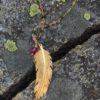 Raven Feather Pendant With Tourmaline Necklace and Ruby. - Image 2